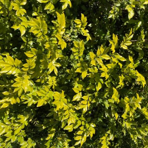 สมาชิกหมายเลข 3070205