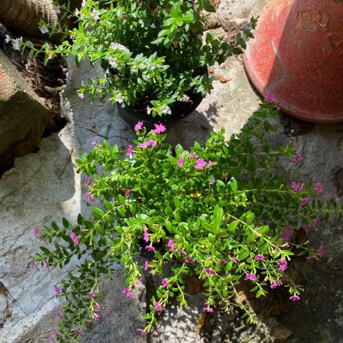 สมาชิกหมายเลข 3584750