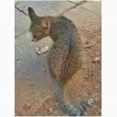 สมาชิกหมายเลข 3690032