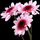 สมาชิกหมายเลข 3138828