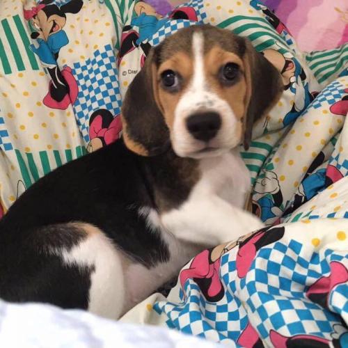 สมาชิกหมายเลข 4568225