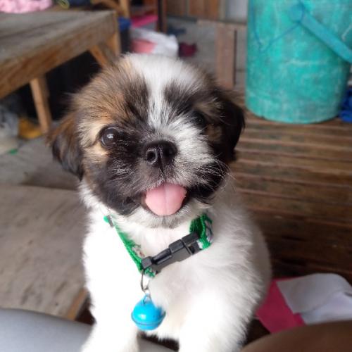 สมาชิกหมายเลข 6360795