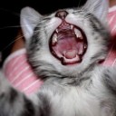 สมาชิกหมายเลข 4152976