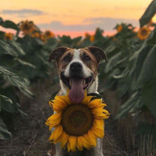 สมาชิกหมายเลข 3706652