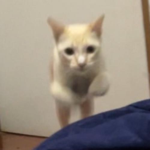 สมาชิกหมายเลข 7293441