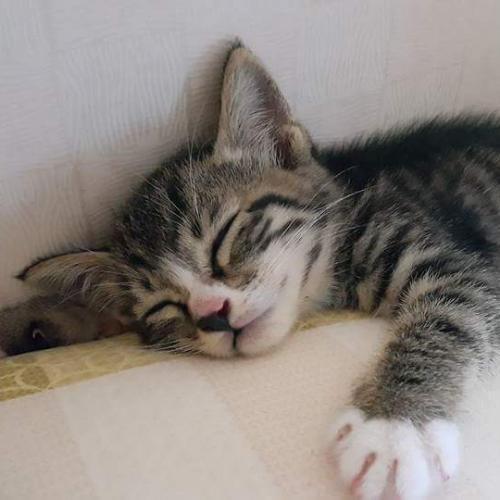 สมาชิกหมายเลข 4569070