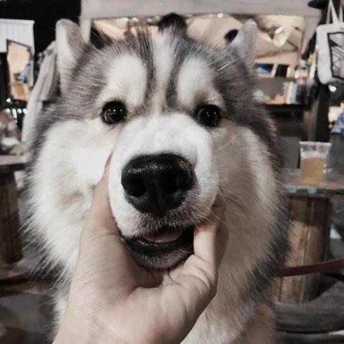 สมาชิกหมายเลข 4910085