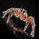 สมาชิกหมายเลข 4137433