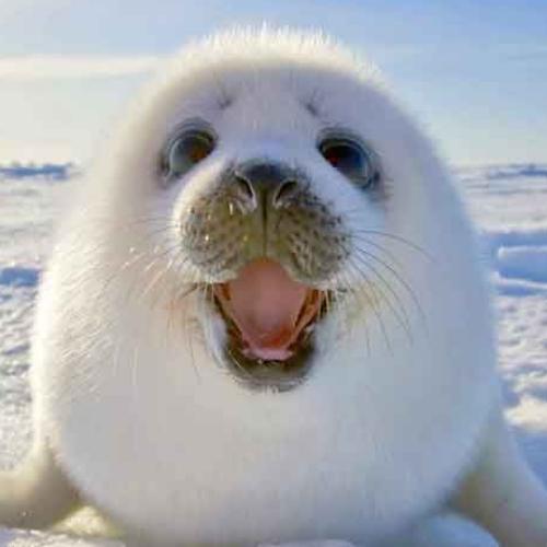 สมาชิกหมายเลข 1979489