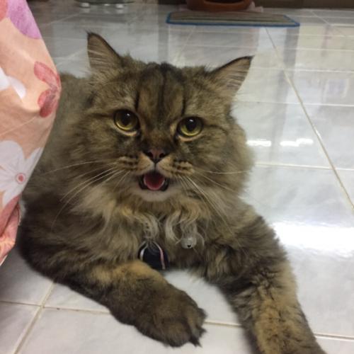 สมาชิกหมายเลข 5201377