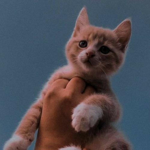 สมาชิกหมายเลข 6258308