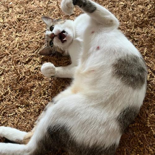 สมาชิกหมายเลข 8795496