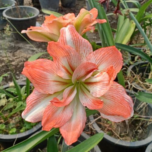 สมาชิกหมายเลข 1910666