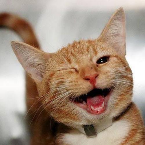 สมาชิกหมายเลข 5767885