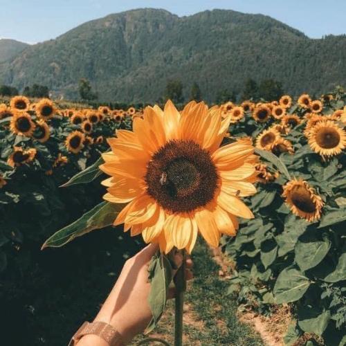 สมาชิกหมายเลข 7037958