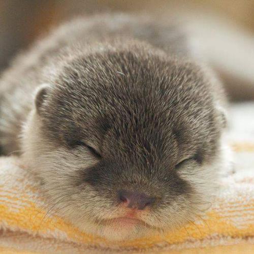 สมาชิกหมายเลข 4911324