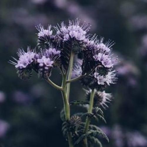 สมาชิกหมายเลข 4513146