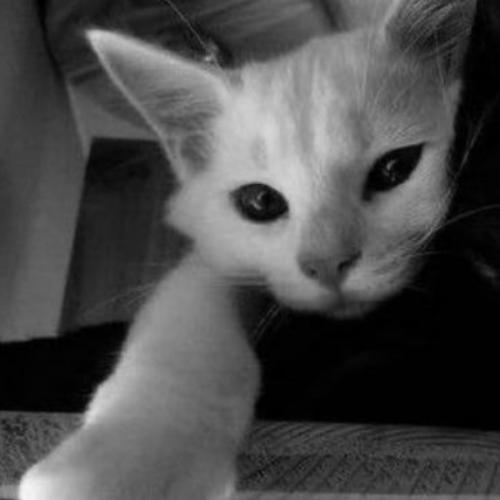 สมาชิกหมายเลข 8797748