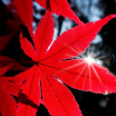 สมาชิกหมายเลข 4570029