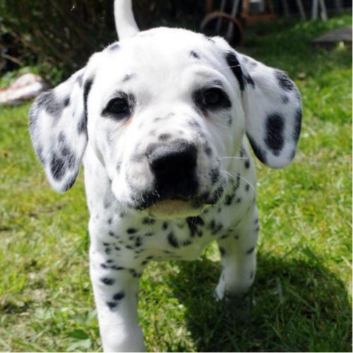 สมาชิกหมายเลข 4916341