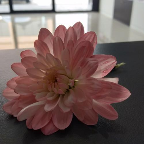 สมาชิกหมายเลข 5310040