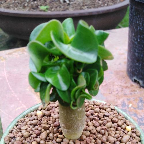 สมาชิกหมายเลข 6364769