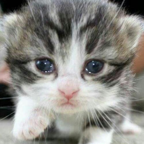 สมาชิกหมายเลข 4444984