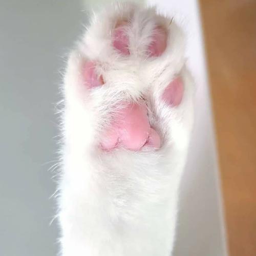 สมาชิกหมายเลข 1581322