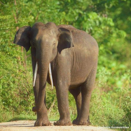 สมาชิกหมายเลข 1934149