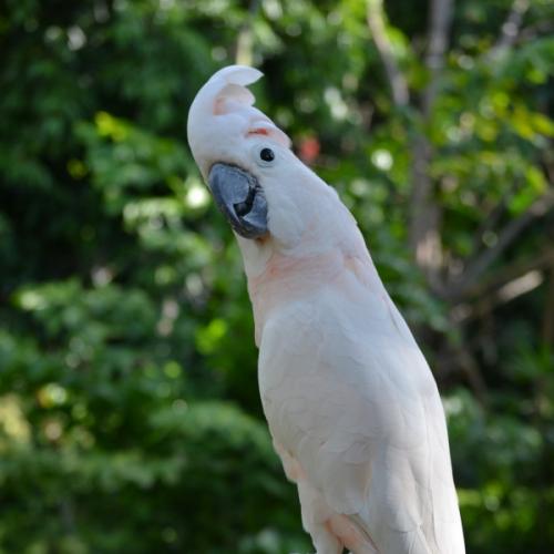 สตีฟม็อบ