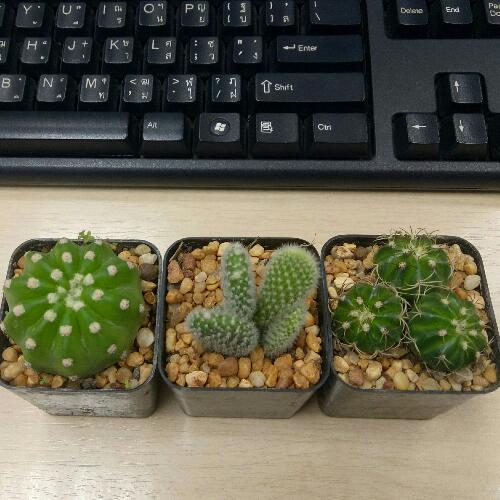 สมาชิกหมายเลข 5310797