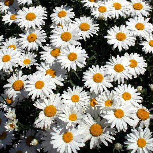 สมาชิกหมายเลข 5767340