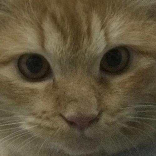 สมาชิกหมายเลข 4088625