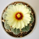 มีมี่ม่อน