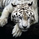 สมาชิกหมายเลข 3991638