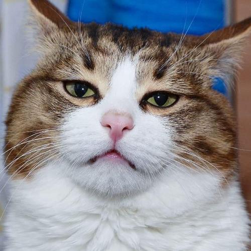 สมาชิกหมายเลข 4570840