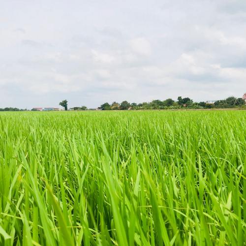 สมาชิกหมายเลข 1016907