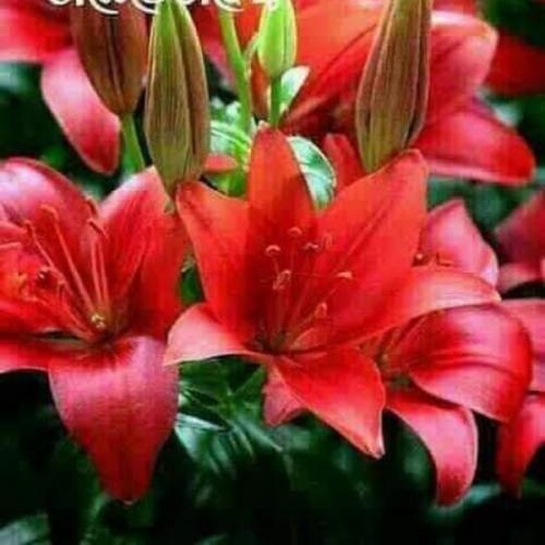 สมาชิกหมายเลข 3049037