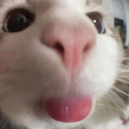 สมาชิกหมายเลข 6900547