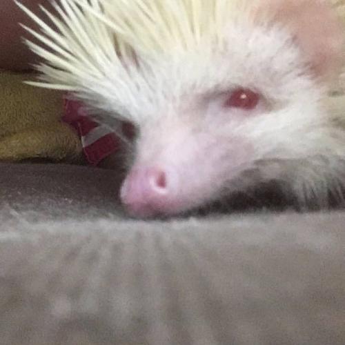 สมาชิกหมายเลข 8800655