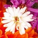 สมาชิกหมายเลข 902217