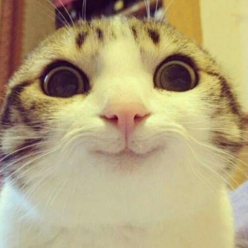 สมาชิกหมายเลข 4340277