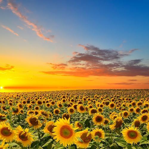 สมาชิกหมายเลข 5310969