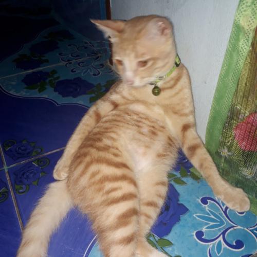 สมาชิกหมายเลข 4990214