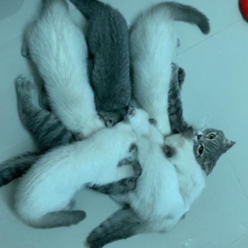 สมาชิกหมายเลข 6366707