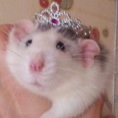 สมาชิกหมายเลข 5194158