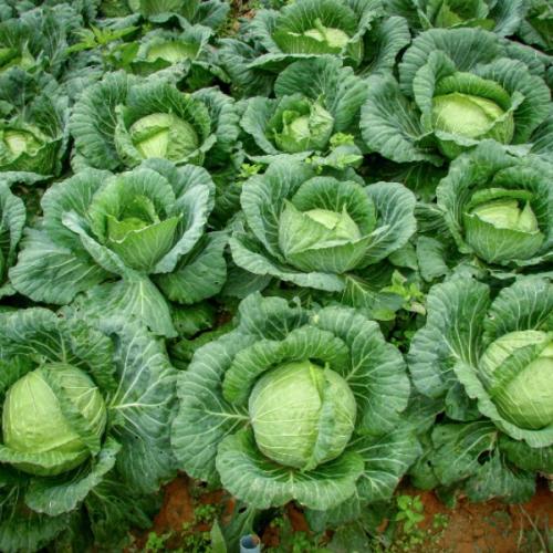 สมาชิกหมายเลข 7825497