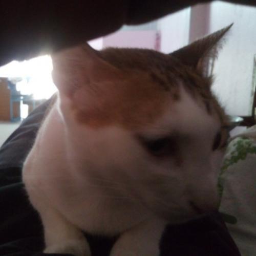 สมาชิกหมายเลข 1443450