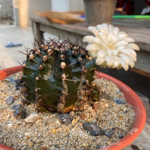 สมาชิกหมายเลข 6195053