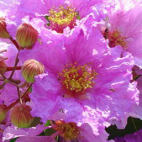 กากะเลา